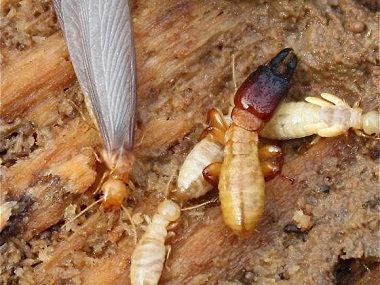 里水验收白蚁公司白蚁危害的常见部位有哪些