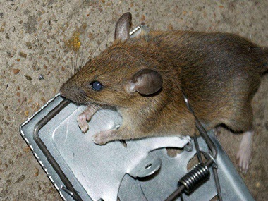 盐步专业灭鼠中心告诉你厨房灭鼠如何放置灭鼠夹