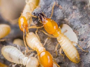 里水白蚁预防——灭治白蚁工作为什么要定期检查