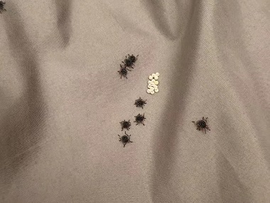 狮山有害生物防控所怎样预防臭虫与消灭臭虫？