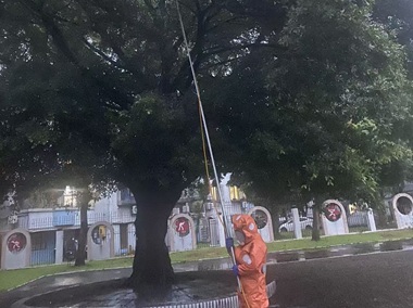 沙头蜂患处理所——发现马蜂窝怎么应对最安全？