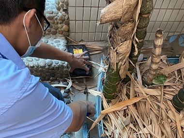 桂城除白蚁——居家白蚁预防全攻略