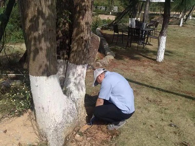 和顺白蚁验收公司自查树木白蚁受害迹象的方法
